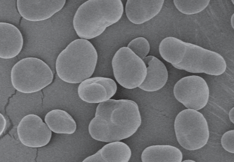 Starch Granules