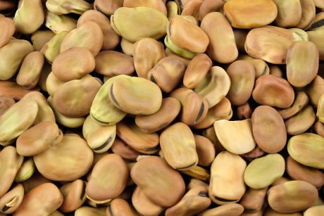 Faba Beans