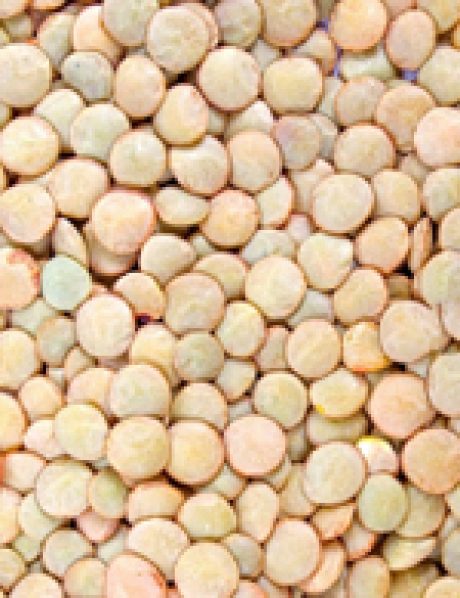 Lentil nutritient table